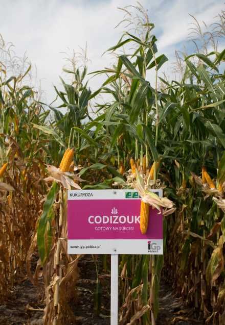 Nasiona kukurydzy IGP Codizouk, Kokuna, Sunbird