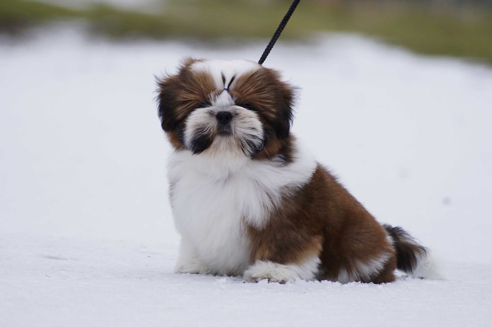 shih tzu chłopczyk samiec szczenię ZKwP/ FCI