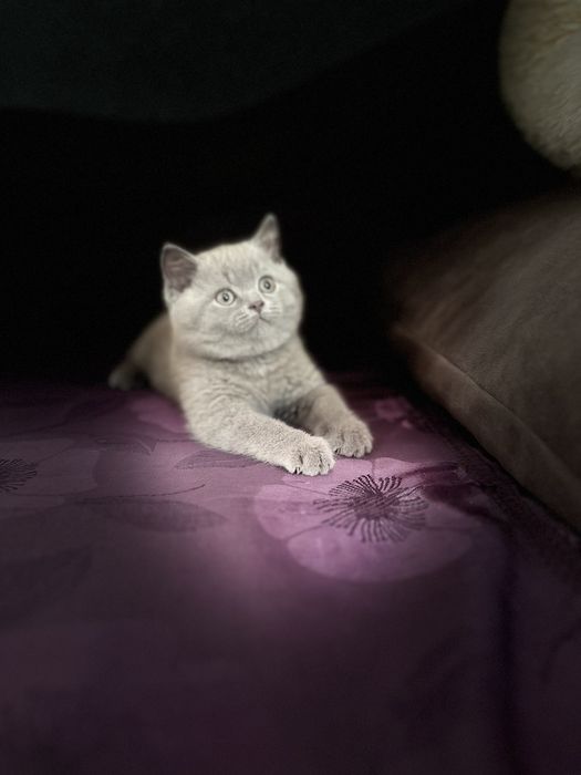 Шотландські кошенята