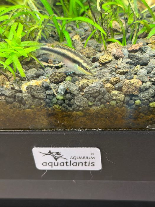 Crias de Kribensis 3/4cm