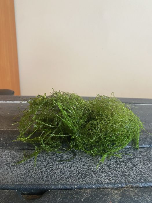 Mech jawajski Java moss duża kępa WYSYLKA
