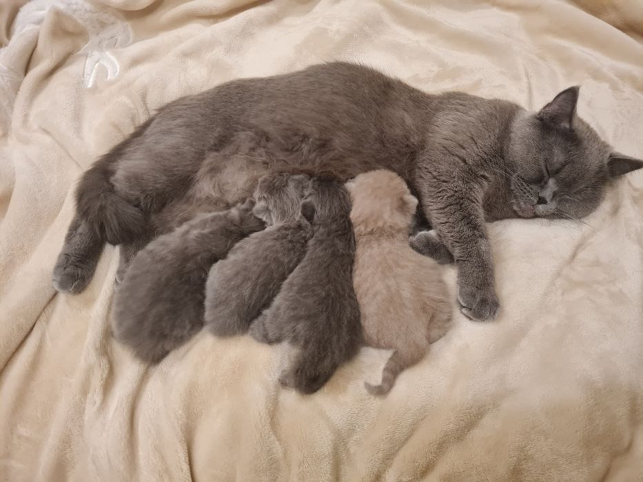 Шотландські кошенята