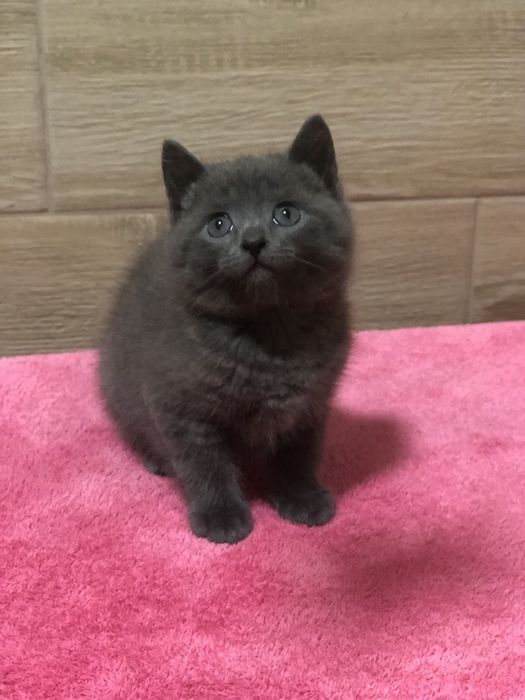 Британський хлопчик!