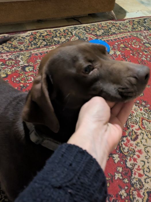 Віддам цуценя у добрі руки