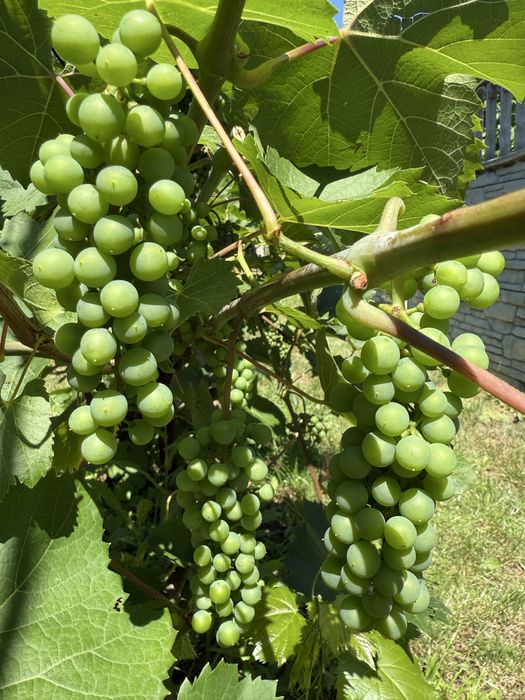 Дом-дача в Пещанке