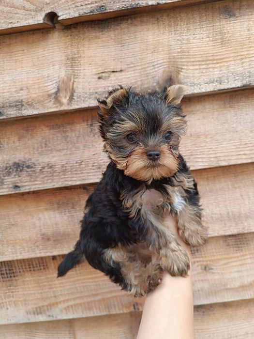 Восхитительный ребенок