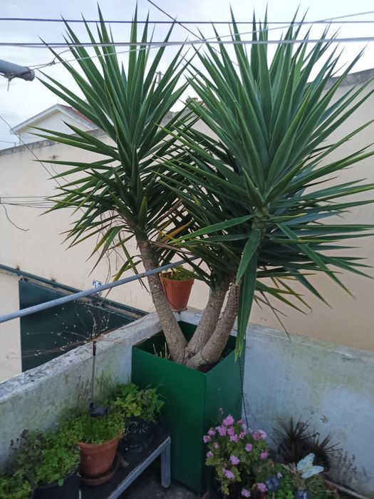 Plantas para jardim