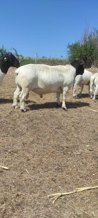 Баранчики дорпер 5 місяців