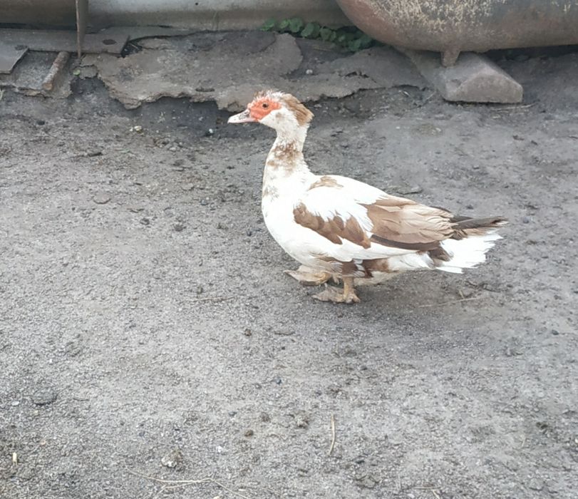 Продается индоутка