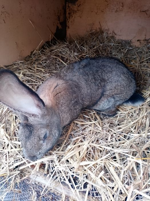 Mam do sprzedania króliki