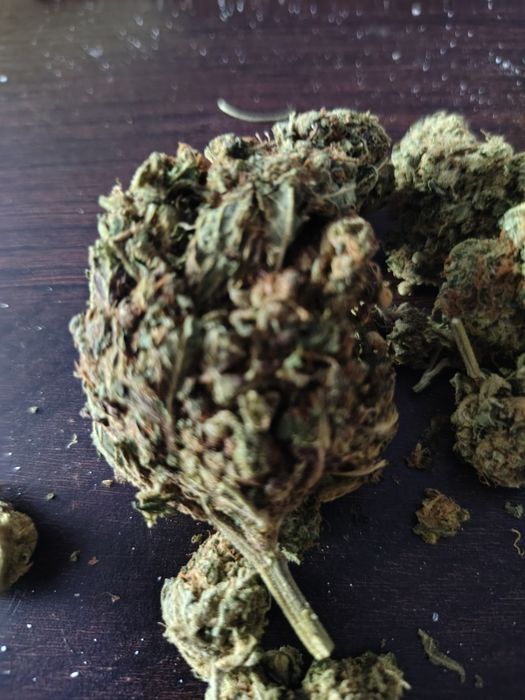 Dowóz 24/7 Mega Skunk Skun 10 gram CBD