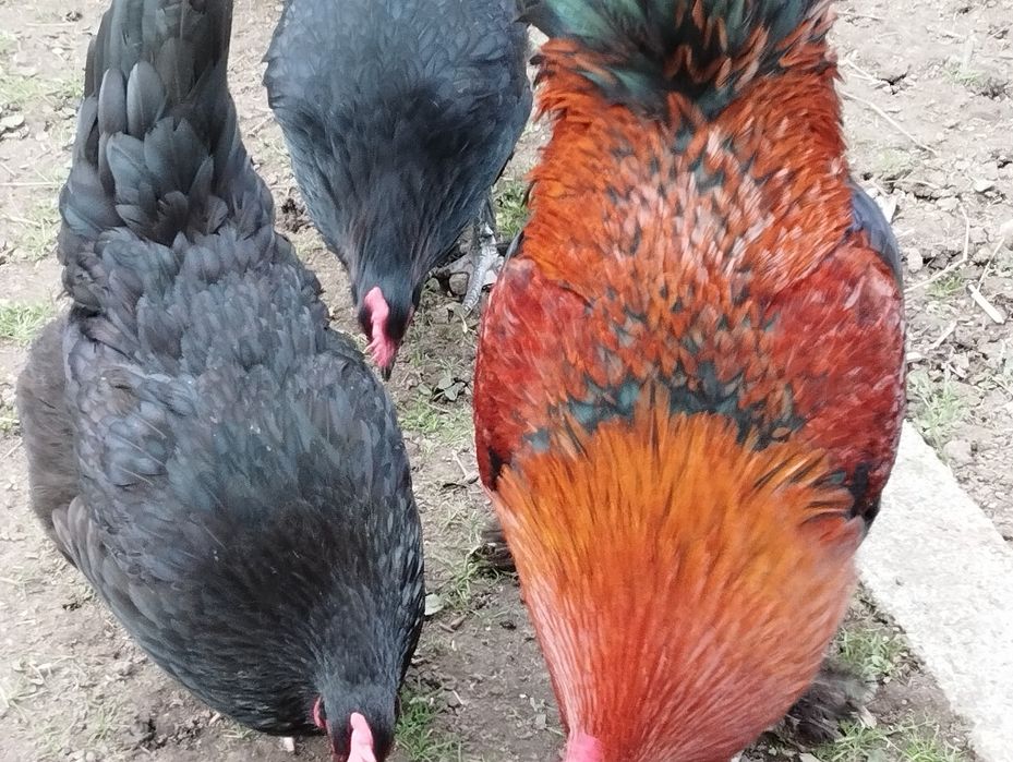 Ovos Marans ferteis