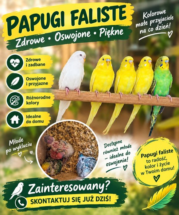 Papugi faliste młode