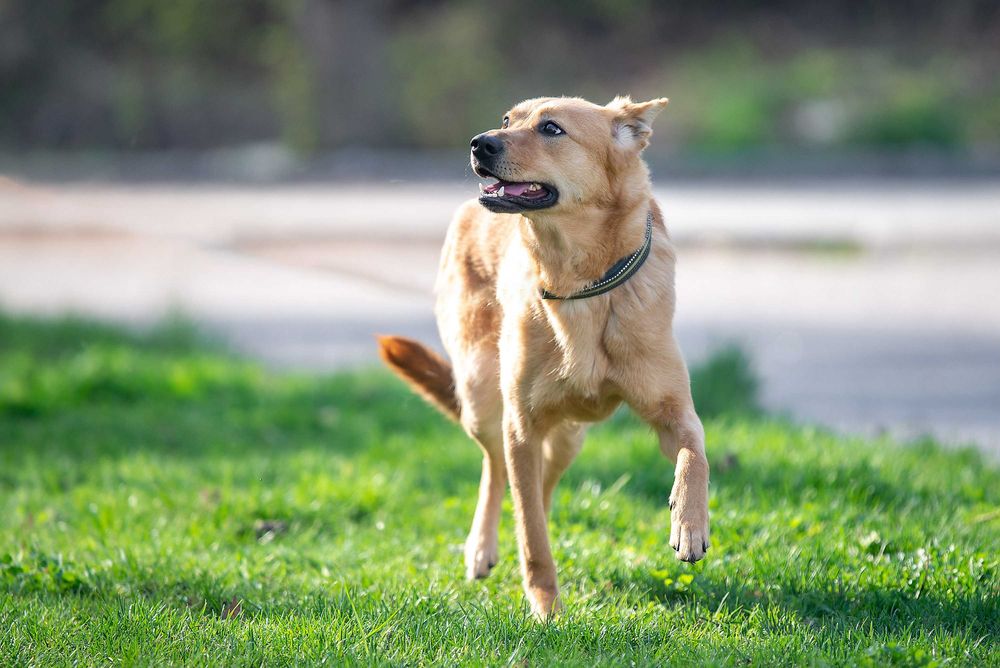 Віддам в добрі руки особливу молоду собачку Фею.