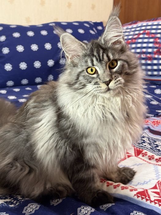 Котенок мейн кун девочка.Праздничная скидка!!!