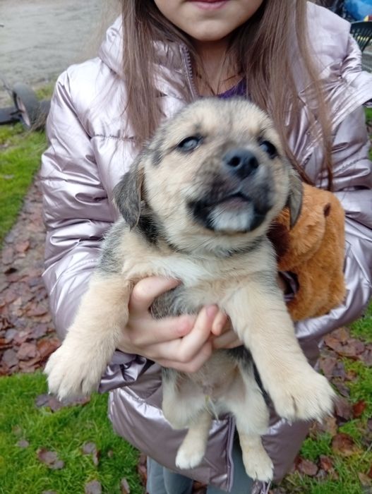 Oddam pieski za darmo,