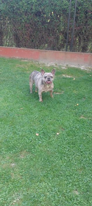 Suczka Buldog Francuski