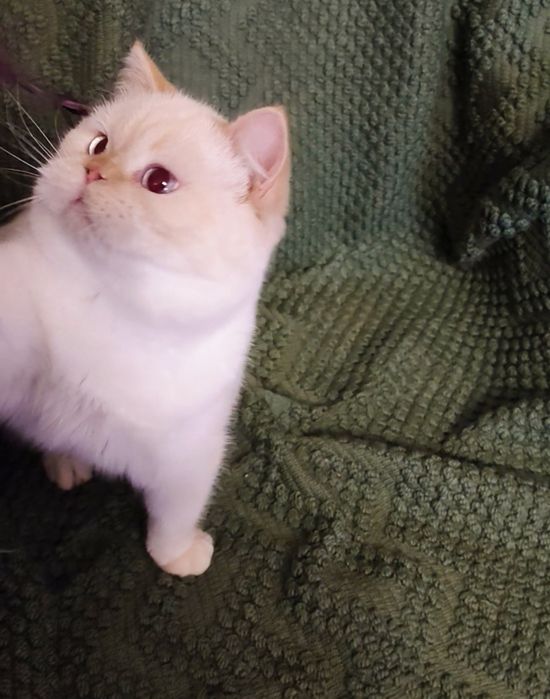 Голубоглазый Шотландец в ожидании кошечек