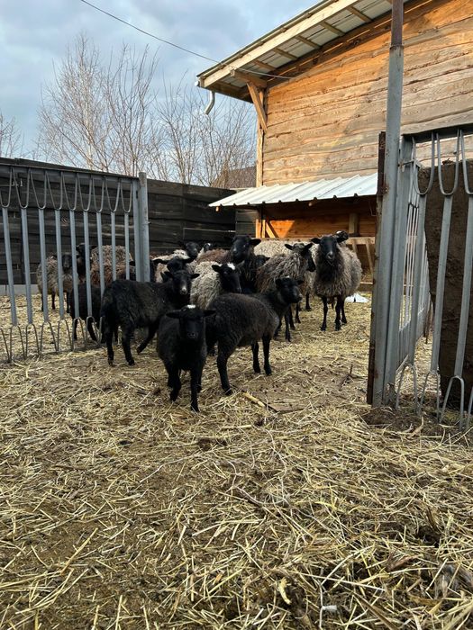 Продам овець баранів