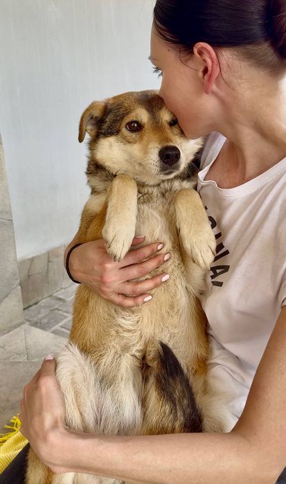 Собачка Мальва шукає людину