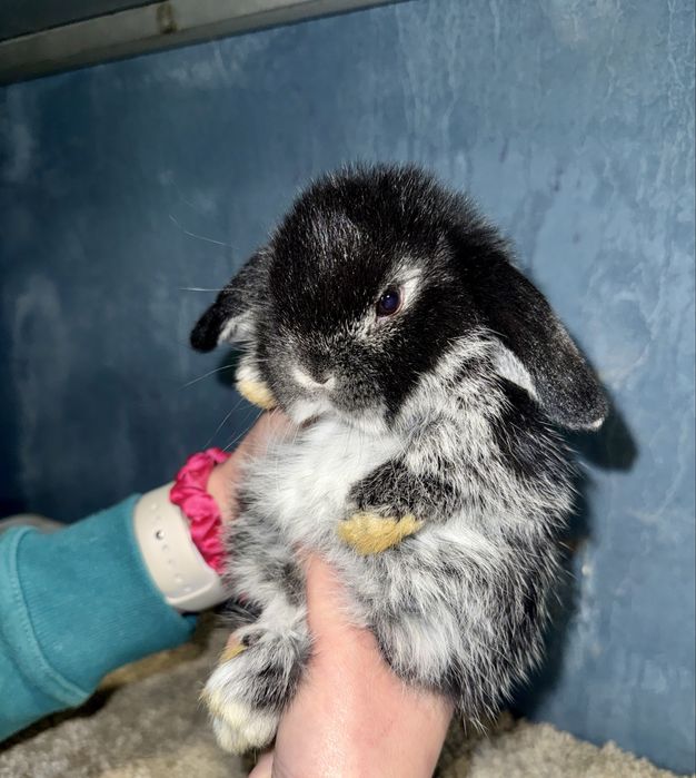 Mini Lop Królik Miniaturka Karzełek  Teddy Mini Lopki