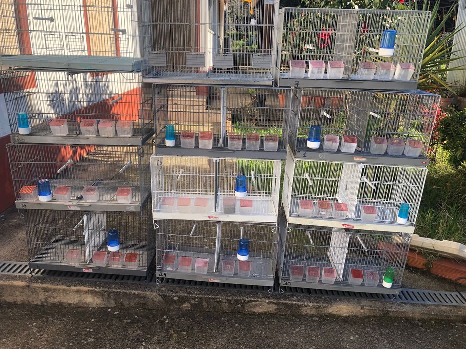 Gaiolas de pássaros