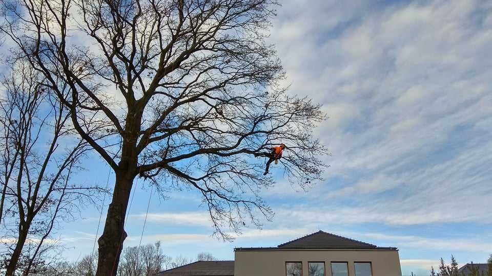 Wycinanie pielęgnacja drzew wycinka arborysta Wrocław tel 604.122.123