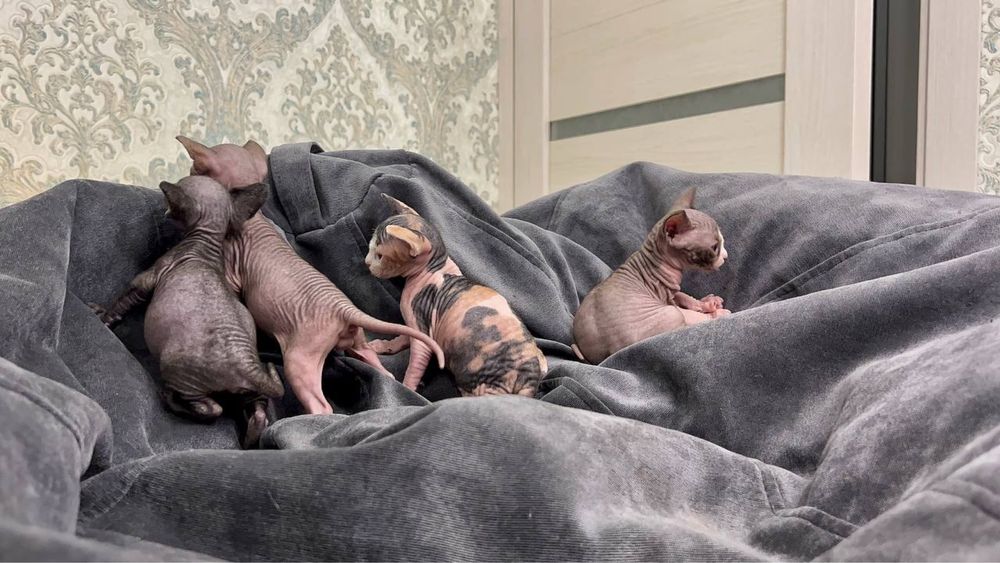 Канадські сфінкси бронь