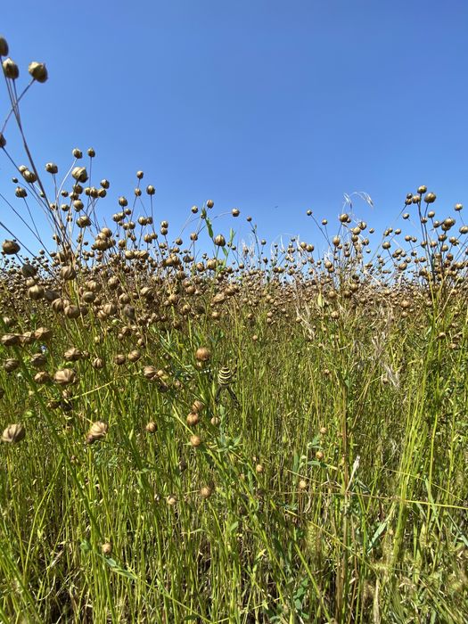Акція!!! Лляна олія / Льняное масло 0,5 л.