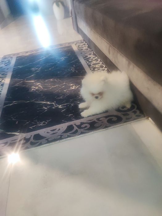 Piesek pomeranian