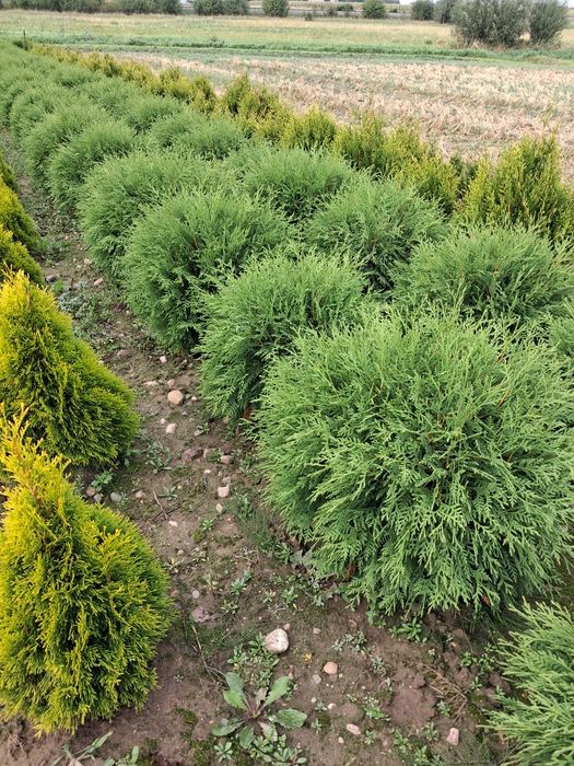 Tuje szmaragd, thuje smaragd, tuja, thuje