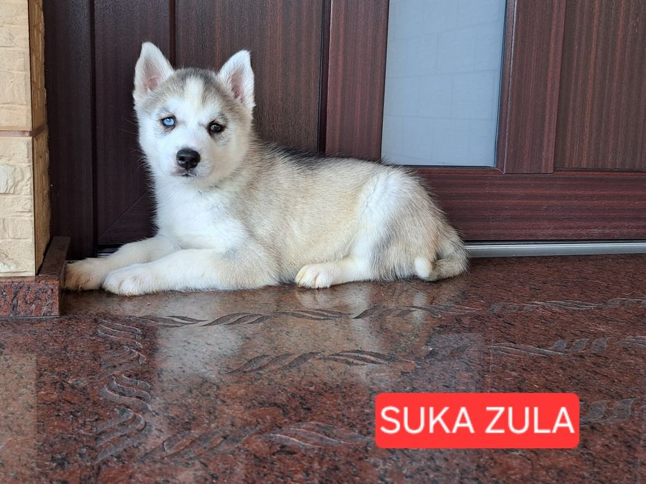 Husky Syberyjski