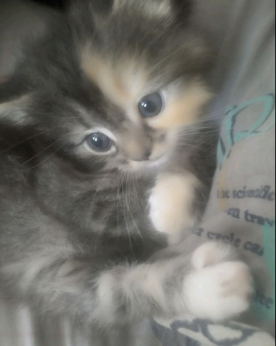 Кошеня шукає дім