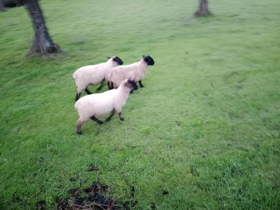 Borrega Suffolk 4 meses