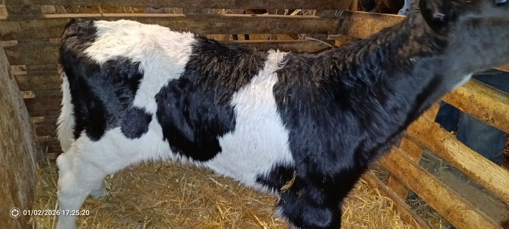 3 byczki  jałoszki widoczne na zdjęciach