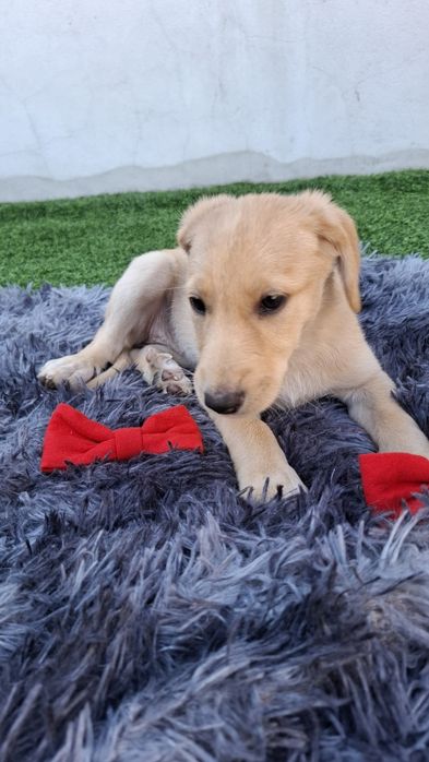 Bebes para adopção responsável