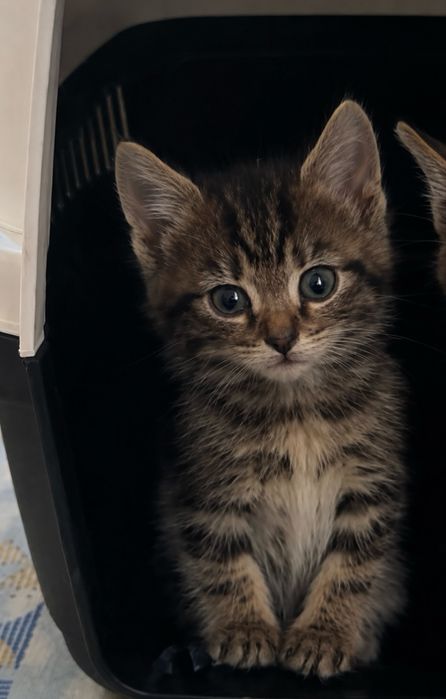 Віддам в добрі руки. Котенята шукають люблячих господарів