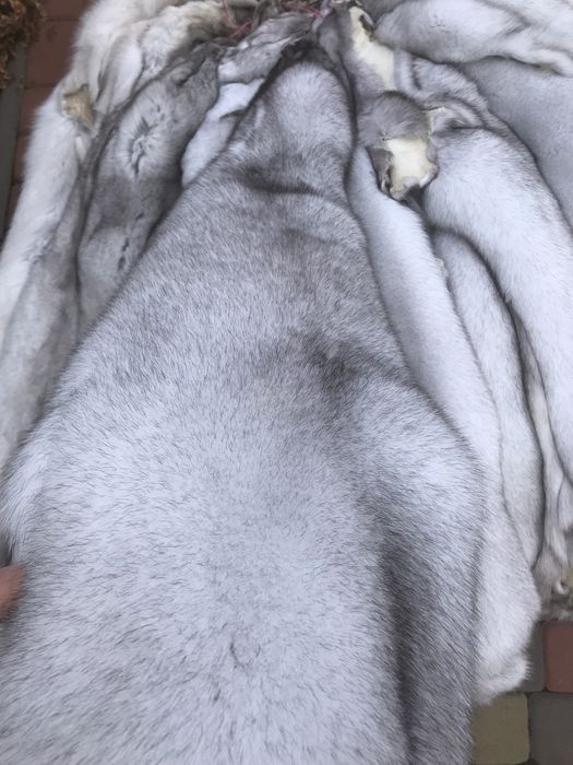 Шкури шкурки песця,хутро песця,(мех писца,шкуры песца)