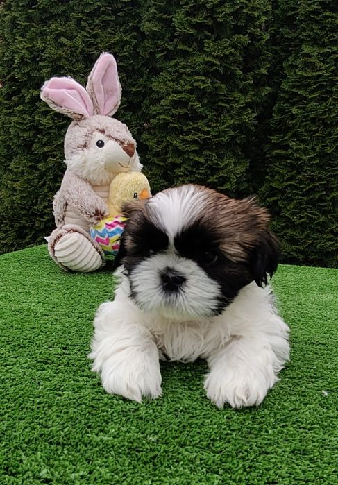 Śliczny chłopiec shih tzu ZKwP