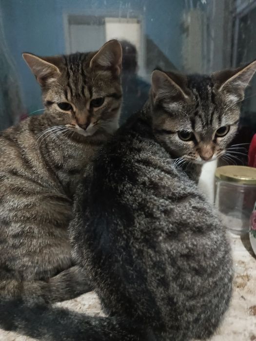 Віддам в добрі руки чудових кошенят.