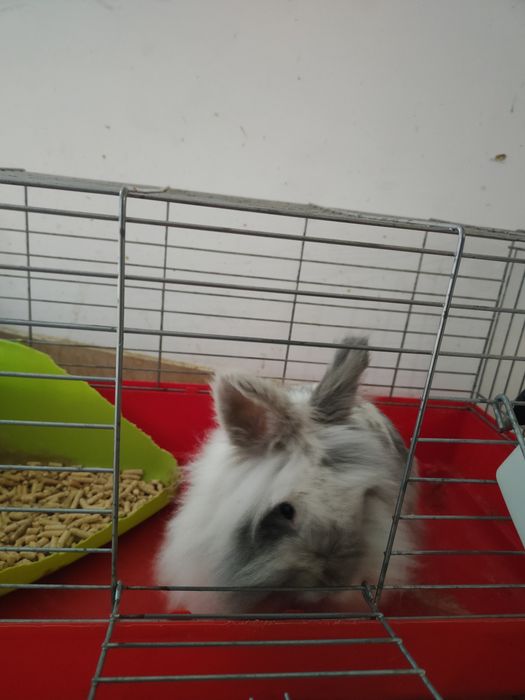 Królik miniaturka bardzo przyjazny