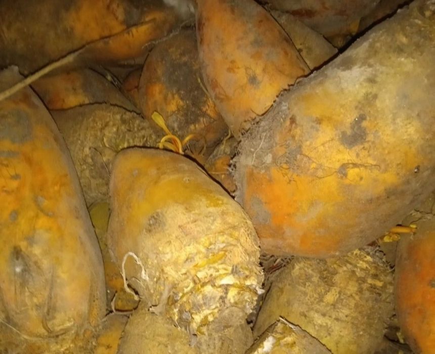 Продам кормовий буряк, лук посадочний, буряк борщевий. Ціна договірна.