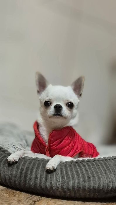 Krótkowłosy piesek chihuahua.