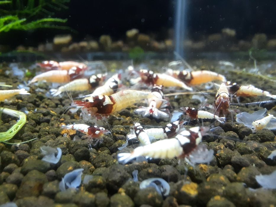 krewetki akwariowe Cardina Pinto Red Spotted Head
