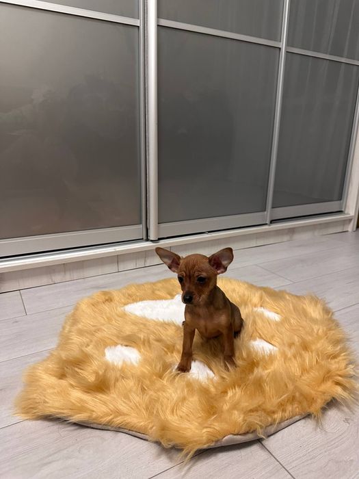 Цуценята той терьера торг