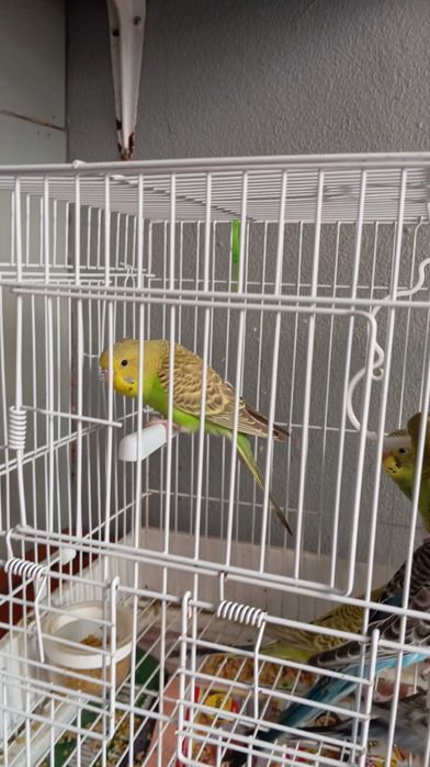 Vendo piriquitos Australianos