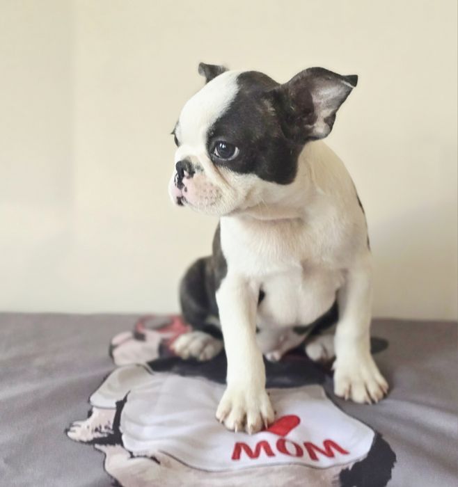 Boston Terrier chłopczyk