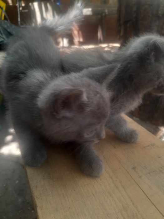 Котята милые, игривые