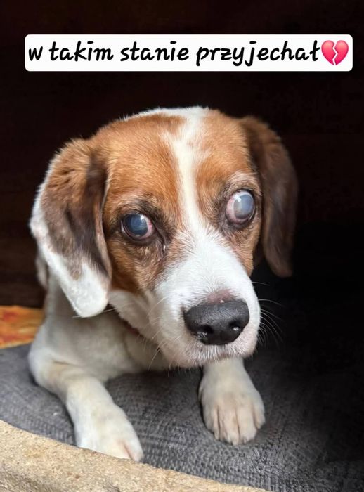 Gałgan- niewidomy mix beagle w schronisku
