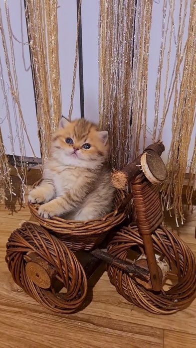 Шикарные котята золотая шиншилла